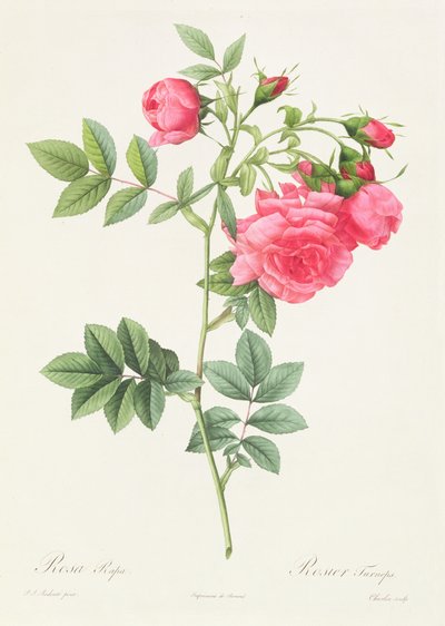 Rosa Pimpinellifolia Flore Variegato de Pierre Joseph Redouté